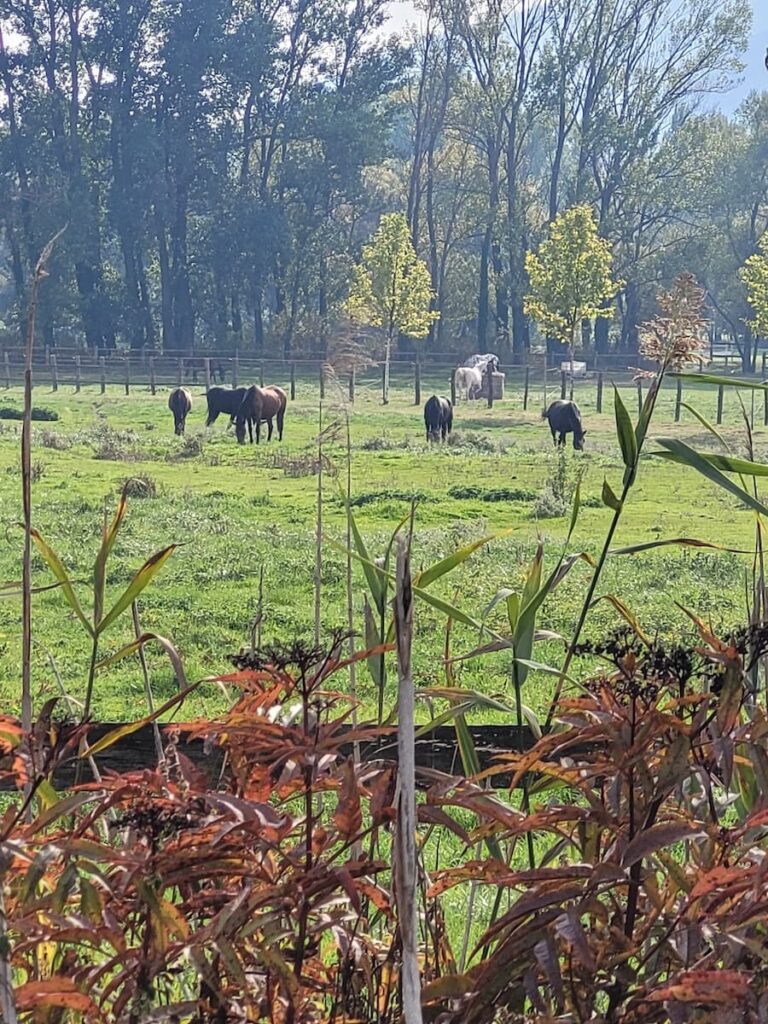 Őszi hosszú hétvége a Balatonnál